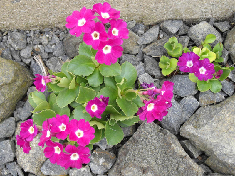 Primula x pubescens 'Carmen' photo